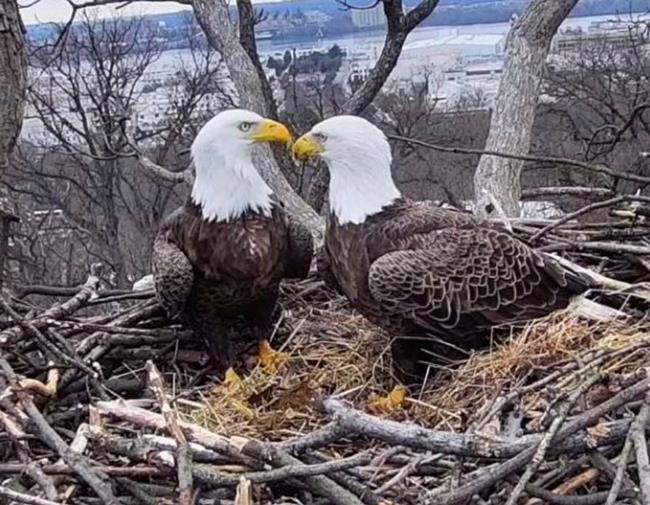 Where eagles flirt: A DC tale of love, loss and raccoons | iNFOnews.ca Where eagles flirt: A DC tale of love, loss and raccoons | iNFOnews.ca