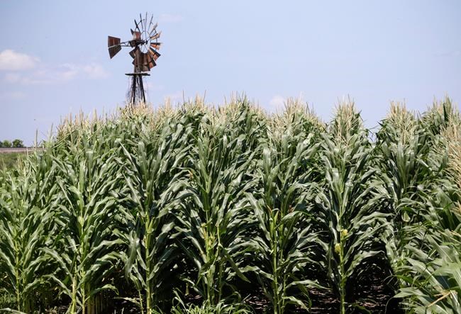 Farmers risk loss of federal payments, loans, from shutdown | iNFOnews.ca Farmers risk loss of federal payments, loans, from shutdown | iNFOnews.ca