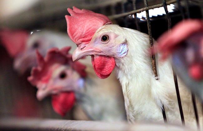 US, South African farmers cry fowl over Trump metal tariffs | iNFOnews.ca
