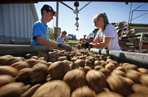 Panel reverses, says USDA should allow pregnant women, moms to purchase white potatoes in WIC | iNFOnews.ca CP31748687