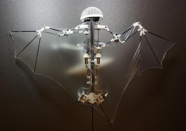 Whoosh! Swish! Meet Bat Bot, the new flying batlike drone | iNFOnews.ca