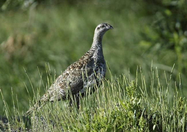 Sage grouse conservation changes draw mix of praise, alarm | iNFOnews.ca Sage grouse conservation changes draw mix of praise, alarm | iNFOnews.ca