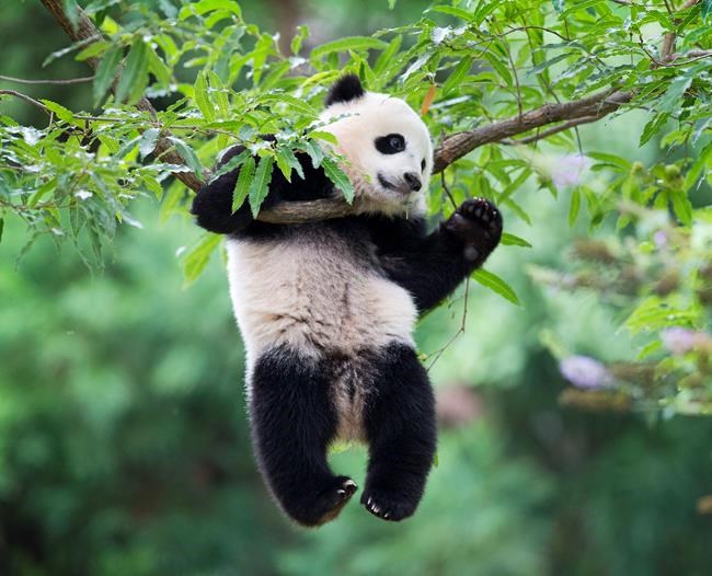 Bon voyage, Bao Bao! National Zoo panda heads to China soon | iNFOnews.ca Bon voyage, Bao Bao! National Zoo panda heads to China soon | iNFOnews.ca