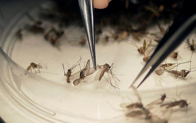 US enrolls volunteers in large test of possible Zika vaccine | iNFOnews.ca US enrolls volunteers in large test of possible Zika vaccine | iNFOnews.ca