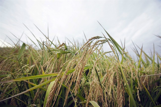 FDA proposes limit for arsenic in baby rice cereal | iNFOnews.ca CP36944157