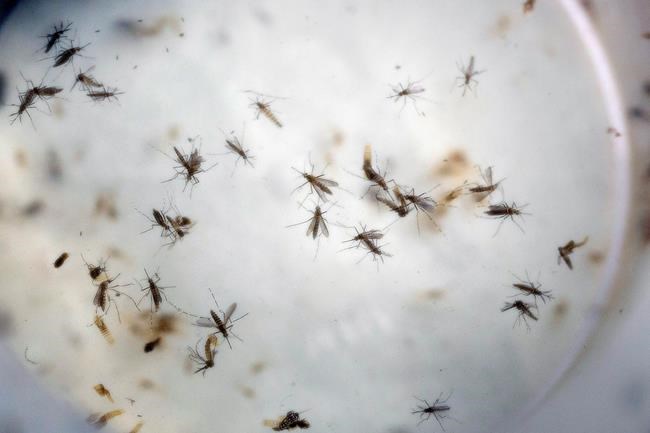 After 3 months, Congress ready to act on Obama's Zika call | iNFOnews.ca