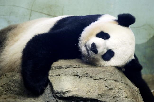National Zoo awaits birth of pandemic panda cub | iNFOnews.ca National Zoo awaits birth of pandemic panda cub | iNFOnews.ca