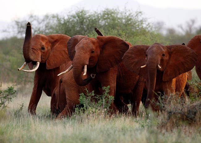 Trump reverses ban on importing elephants killed as trophies | iNFOnews.ca