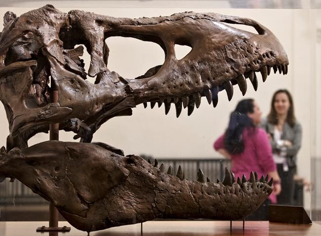 Correction: Dinos on Move story | iNFOnews.ca