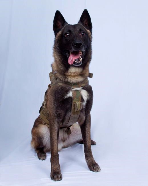 Trump tweets photo of military dog wounded in Baghdadi raid | iNFOnews.ca Trump tweets photo of military dog wounded in Baghdadi raid | iNFOnews.ca