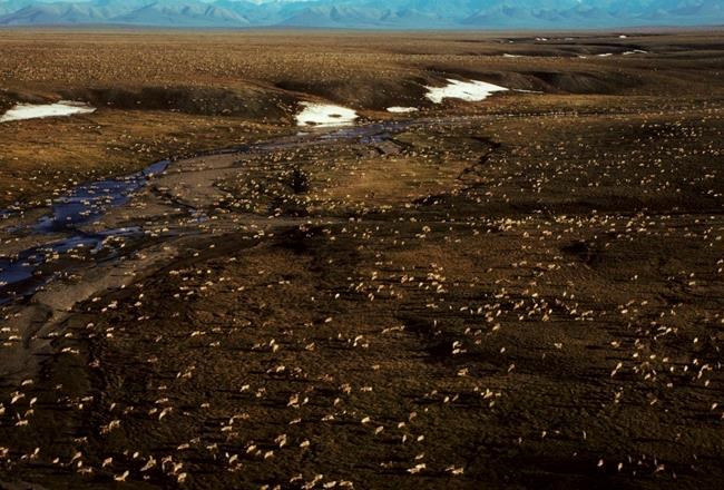 Arctic refuge drilling closer as Senate moves to open site | iNFOnews.ca