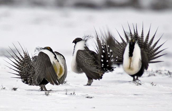 Interior chief to review sage-grouse conservation plan | iNFOnews.ca Interior chief to review sage-grouse conservation plan | iNFOnews.ca
