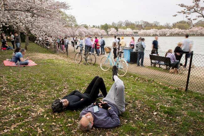 Creeping floodwaters threaten Washington's cherry blossoms | iNFOnews.ca