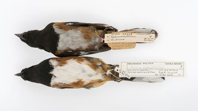 Dirty old birds shed light on key global warming particle | iNFOnews.ca Dirty old birds shed light on key global warming particle | iNFOnews.ca