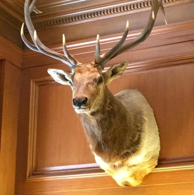 Supreme Court's newest justice has an elk as an office mate | iNFOnews.ca