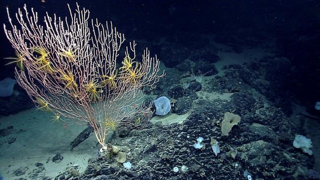 Obama: Oceans key to protecting planet from climate change | iNFOnews.ca