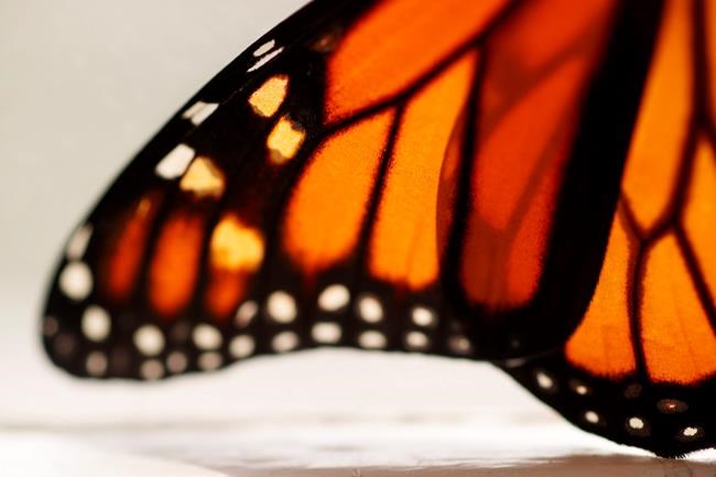 Feds to delay seeking legal protection for monarch butterfly | iNFOnews.ca
