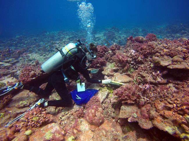 In graveyard of dead coral in Pacific, hope and life bloom | iNFOnews.ca CP31163250