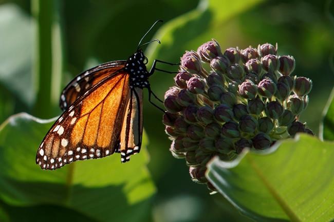 Monarch symbol of species in crisis as US protections shrink | iNFOnews.ca