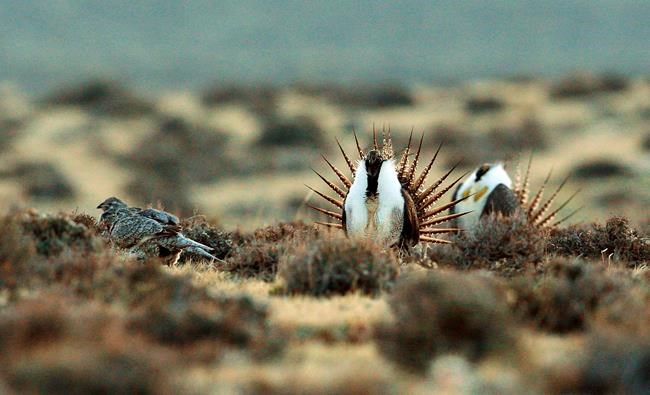 Conservation groups ask judge to halt Trump drilling plan | iNFOnews.ca