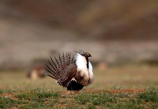 Idaho wary of Obama 'leftovers' working on sage grouse plan | iNFOnews.ca