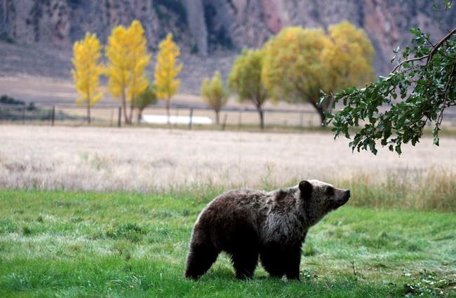 Yellowstone grizzlies removed from threatened species list | iNFOnews.ca CP338714478