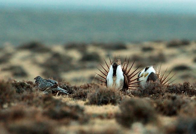 Forest Service proposes changes to sage grouse protections | iNFOnews.ca