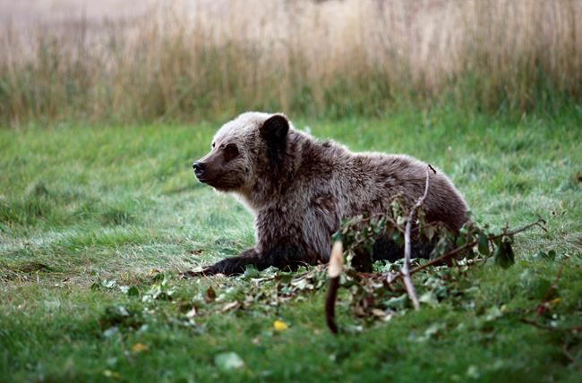 Idaho wildlife officials approve limited grizzly bear hunt | iNFOnews.ca