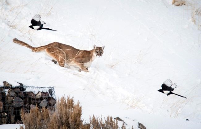 Mountain lion feeding on carcass thrills wildlife viewers | iNFOnews.ca CP1886811312