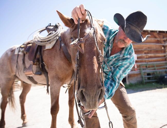 Program trains wild horses for use in Wyoming forest | iNFOnews.ca