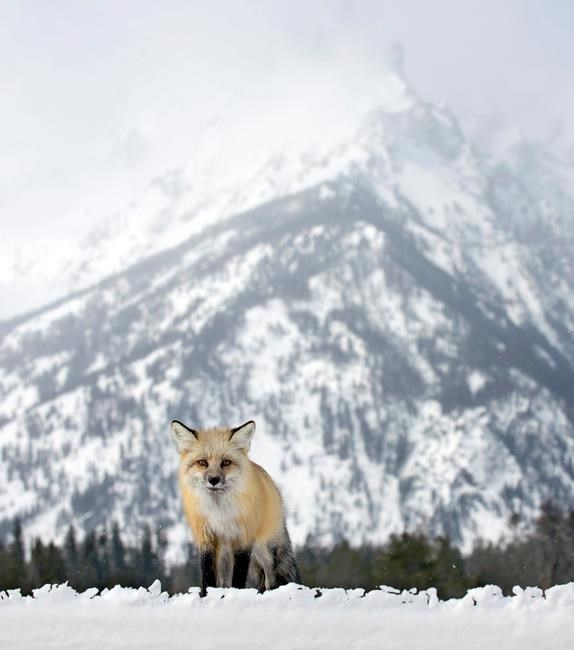 Grand Teton National Park tries to understand crafty foxes | iNFOnews.ca Grand Teton National Park tries to understand crafty foxes | iNFOnews.ca