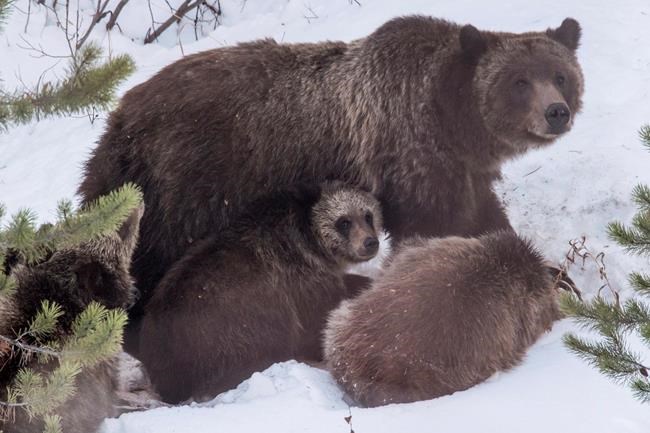 Bear biologists concerned about famous grizzly's diet | iNFOnews.ca