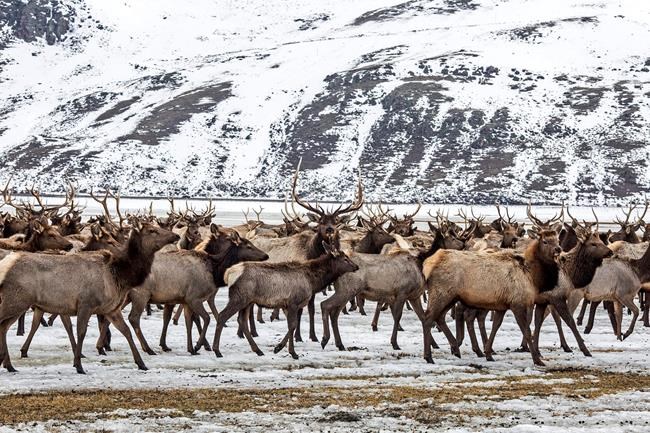 Elk fed amid concern about spread of chronic wasting disease | iNFOnews.ca