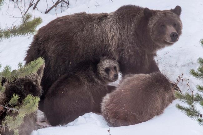 No charges after Wyoming grizzly feeding investigation | iNFOnews.ca