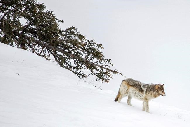Yellowstone park hazes wolves that get used to people | iNFOnews.ca Yellowstone park hazes wolves that get used to people | iNFOnews.ca
