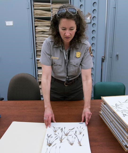Yellowstone's hidden secret: Rare plant only grows in park | iNFOnews.ca Yellowstone's hidden secret: Rare plant only grows in park | iNFOnews.ca