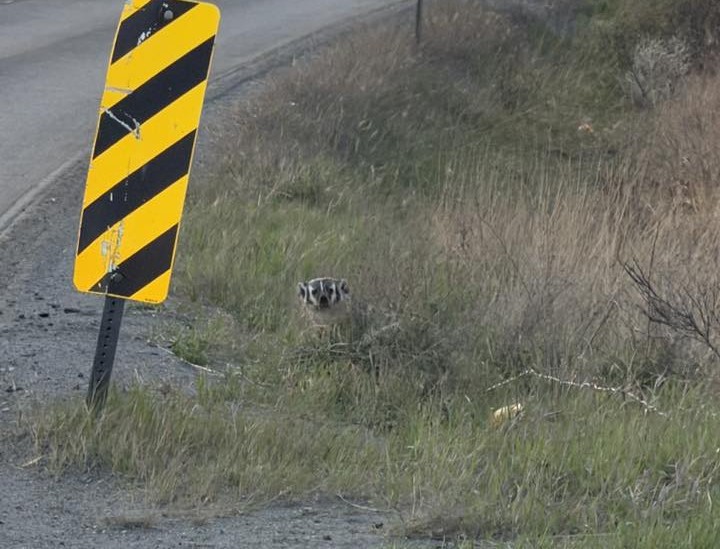 iN PHOTOS: Endangered American badgers popping up in Thompson-Okanagan | iNFOnews.ca iN PHOTOS: Endangered American badgers popping up in Thompson-Okanagan | iNFOnews.ca