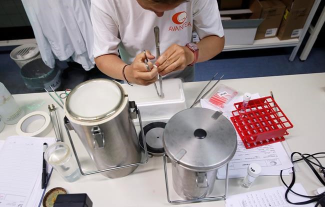 Scientists in Italy fertilize 7 northern white rhino eggs | iNFOnews.ca