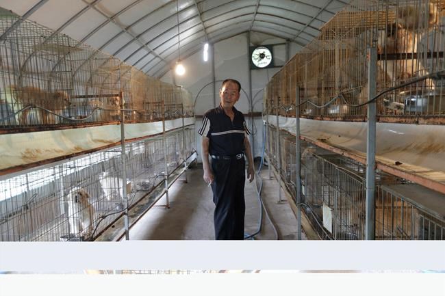 In South Korea, puppy farms struggle amid abuse allegations | iNFOnews.ca In South Korea, puppy farms struggle amid abuse allegations | iNFOnews.ca
