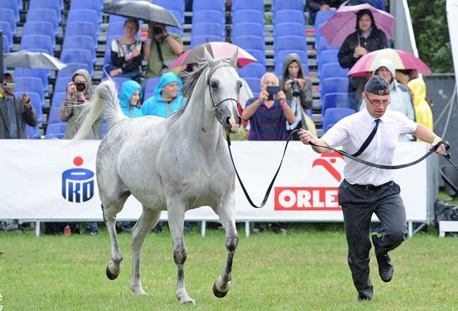 Polish horse auction disappoints after political purge | iNFOnews.ca