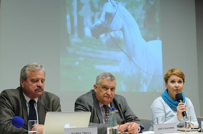 Mysterious sale at horse auction sparks scandal in Poland | iNFOnews.ca Mysterious sale at horse auction sparks scandal in Poland | iNFOnews.ca