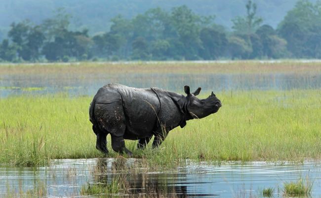 Police patrol for poachers as animals flee flooding in India | iNFOnews.ca Police patrol for poachers as animals flee flooding in India | iNFOnews.ca