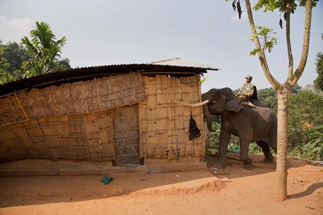 Indian police use elephants to clear their protected habitat | iNFOnews.ca