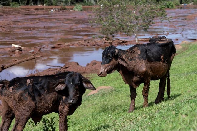 Dam with mine waste collapses in Brazil; 7 dead, 200 missing | iNFOnews.ca