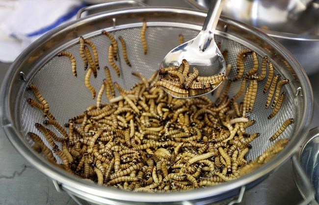 Cafe, croissant, worms? EU agency says worms safe to eat | iNFOnews.ca Cafe, croissant, worms? EU agency says worms safe to eat | iNFOnews.ca
