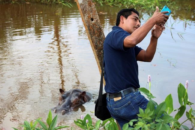 Hippo roaming loose for months in southern Mexico | iNFOnews.ca Hippo roaming loose for months in southern Mexico | iNFOnews.ca