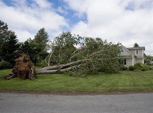 CP29044753