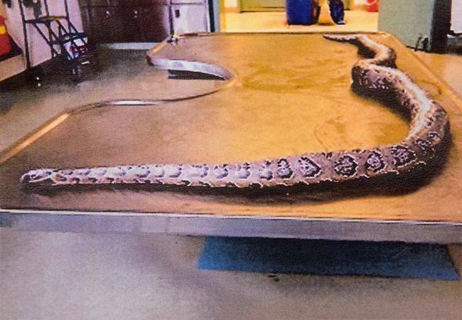 'Smell of food would really excite' python, reptile expert tells N.B. trial | iNFOnews.ca