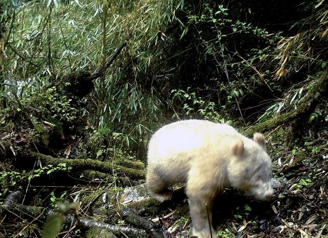 All-white panda caught on camera in Chinese nature reserve | iNFOnews.ca CP968259723