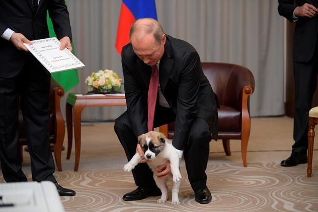 Russia's dog-loving leader gets another puppy as gift | iNFOnews.ca Russia's dog-loving leader gets another puppy as gift | iNFOnews.ca